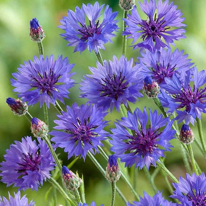 Outsidepride 2000 Seeds Blue Cornflower Bachelor's Button Dwarf Garden Flower Seeds for Planting