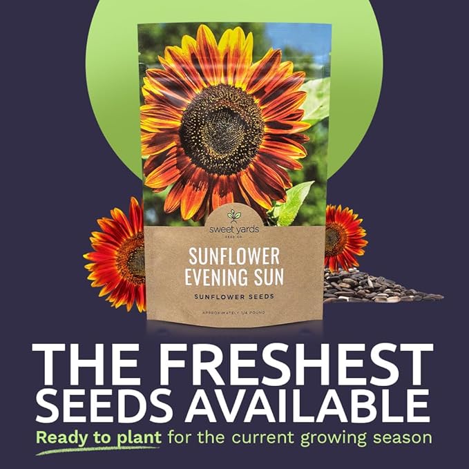 Evening Sun Sunflower Seeds - Bulk 1/4 Pound Bag - Over 5,000 Fresh Open Pollinated Non-GMO Flower Seeds - Helianthus annus - Large Glowing Blooms