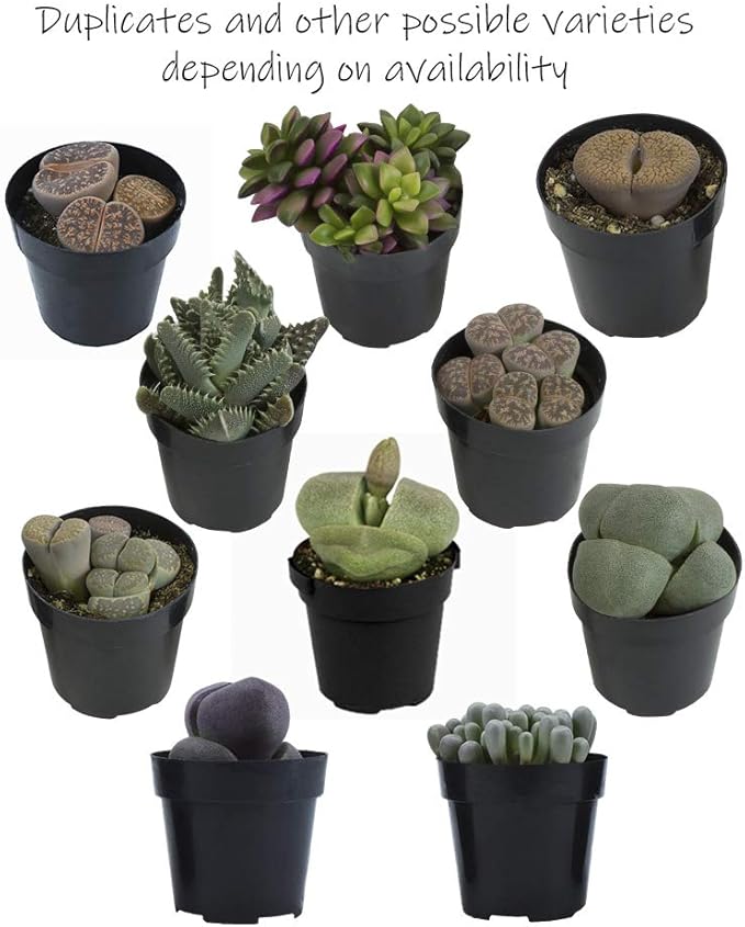 Assorted Succulents Mimicry Collection, 2.5" 8 Pack