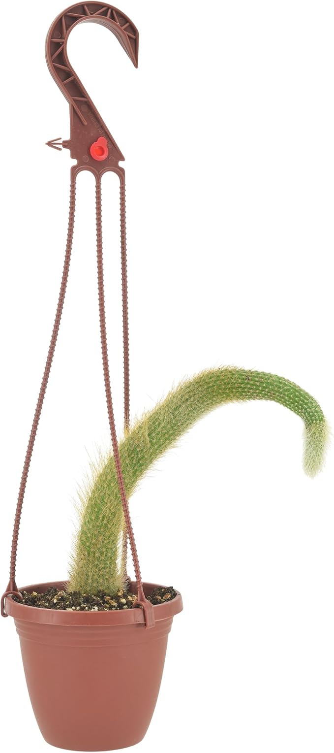 Arcadia Garden Products Live Monkey Tail Cactus Indoor Houseplant in Plastic Hanging Basket, Cleistocactus Colademononis Blooming Succulent Plant Gift for Home and Garden Decor, 4-inch