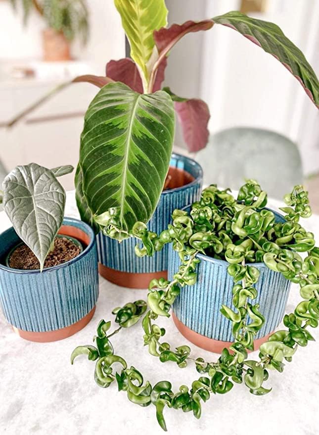 LE TAUCI Ceramic Plant Pots with Drainage Holes, Set of 3, 8+6.7+5.5 Inch Stripe Garden Planter Pots for Outdoor Indoor Plants Flower, Round Succulent Orchid Flower Pot Small to Large Size, Blue