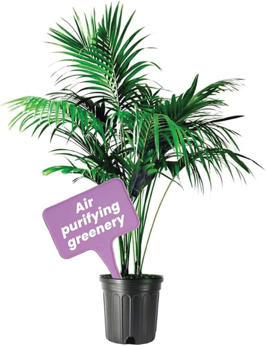 American Plant Exchange Kentia Palm Live Plant, 10-Inch Pot, Large Exotic Houseplant, Green Foliage