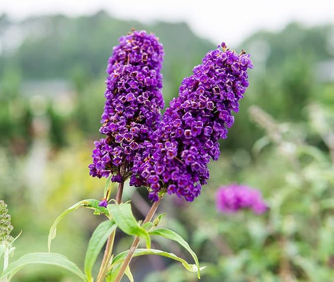 PERFECT PLANTS Black Knight Butterfly Shrub 1 Gallon | Live Bush for Outdoor Planting | Attracting Pollinators Like Butterflies, Bees, and Hummingbirds | Beautiful Dark Purple Flowers in Summer