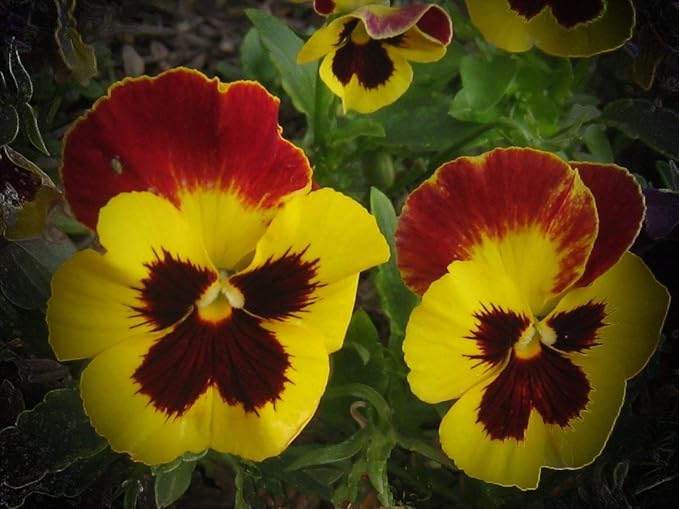 Seeds Cool Wave Fire Pansy Viola Flowers Annual