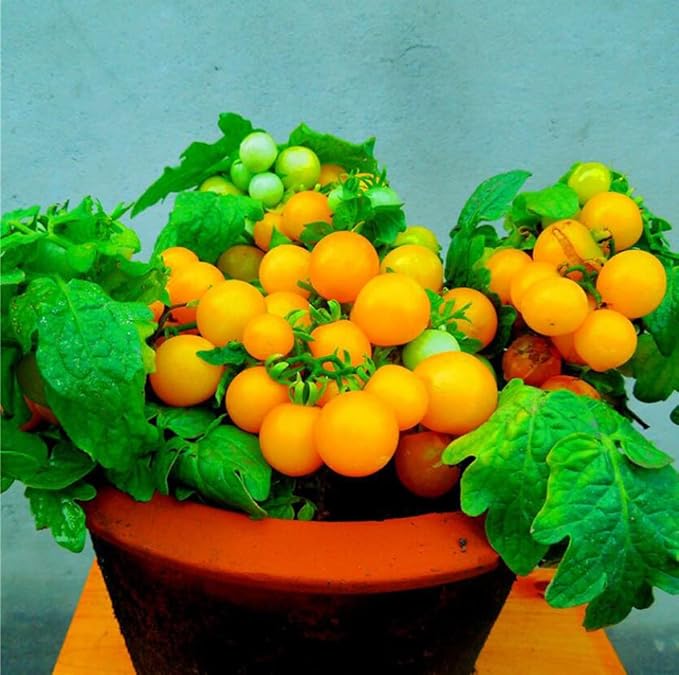 100 Seeds Indoor Cherry Tomato Dwarf Red and Yellow Tomato Rare Vegetable Heirloom Seeds
