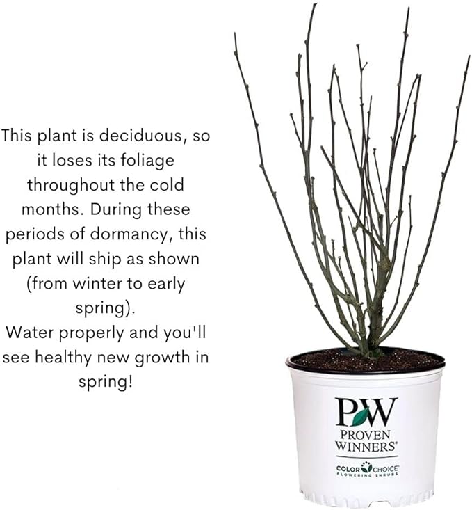 2 Gallon Proven Winners Hibiscus Dark Lavender Chiffon Shrub