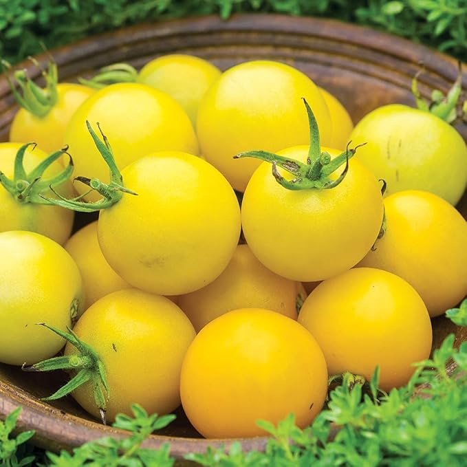 Burpee 'Honey Delight' Hybrid | Yellow Slicing Saladette Tomato | 50 Non-GMO Seeds