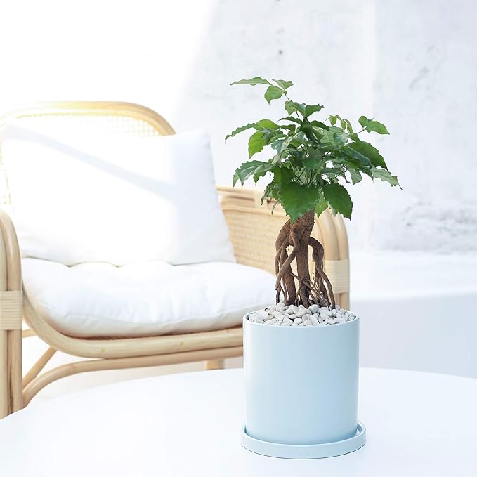 Planters for Indoor Plants Ceramic Flower Succulent Plant Pots with Drain Hole Saucer Decor for Home Office (4 inch Blue)