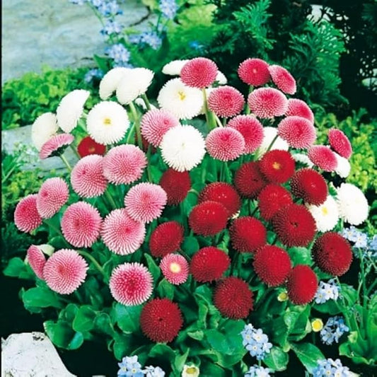 Seeds English Double Daisy Bellis perennis Mix - Perennial Flowers for Planting - GMO Free