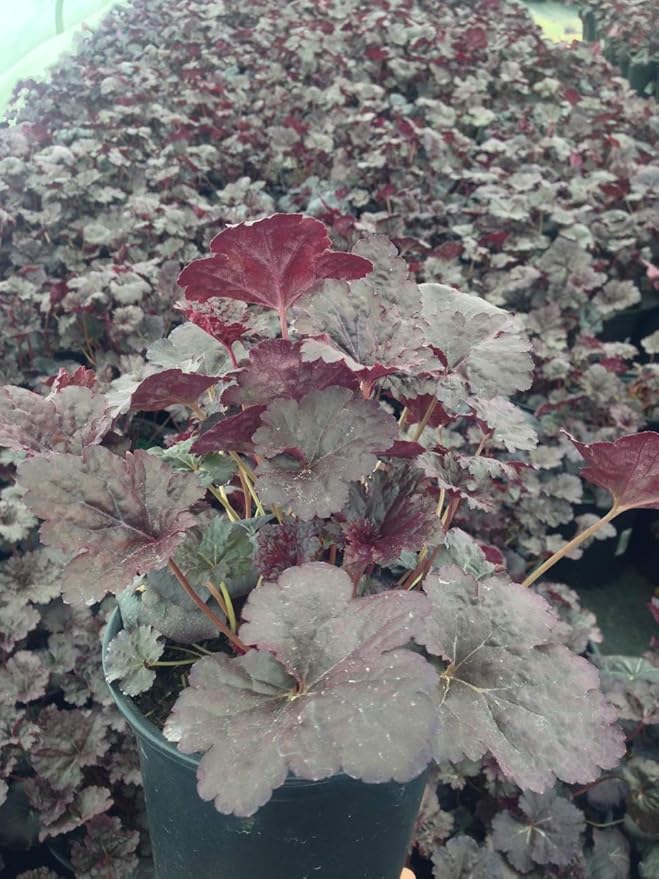 Heuchera 'Black Sea' (Coral Bells) Perennial, dark purple foliage, 1 - Size Container