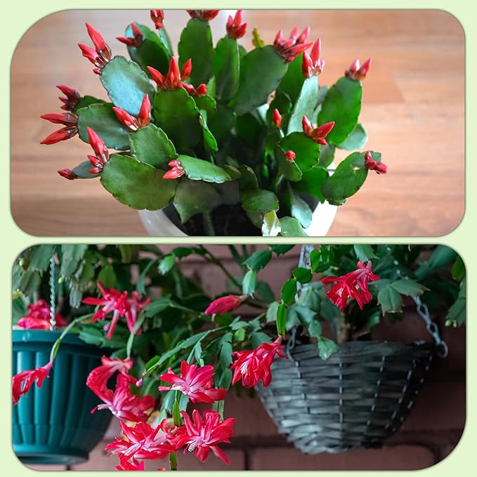 Christmas Cactus Potting Soil Mix 10qt, Ideal for Succulents, Christmas Cacti, and Other Indoor Potted Plantings