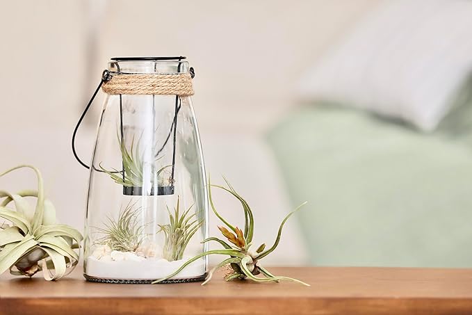 Tillandsia Air Plants Live Indoor Plants (50 Pack), Air Plants Bulk Party Favors or Wedding Favors Live Plants, Air Plant Lover Gifts, DIY Terrarium Kit, Air Succulents Plants Live by Plants for Pets