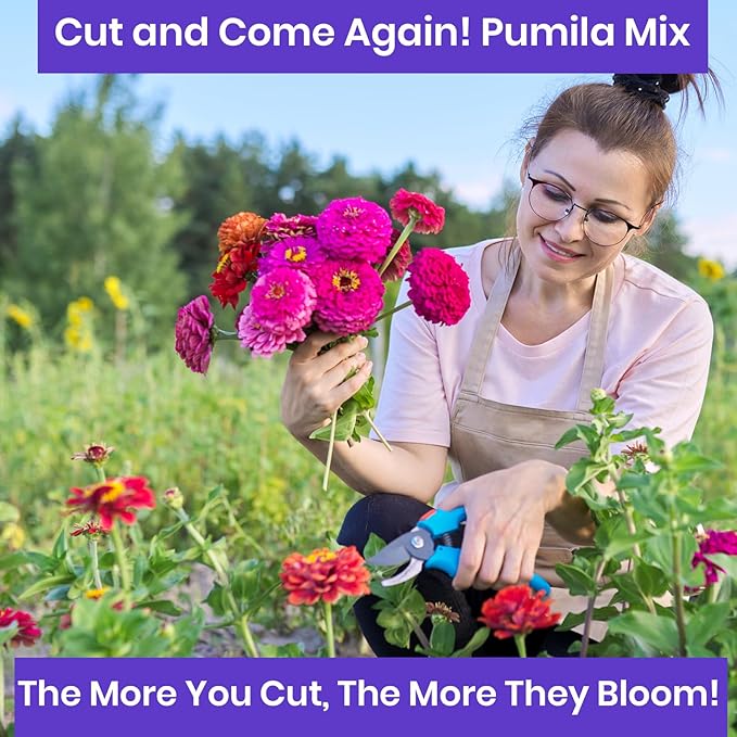 NatureZ Edge Zinnia Seeds for Planting Outdoors, Flower Seeds, Bulk Semillas De Flores para Sembrar, Pumila Mix 4.2 g