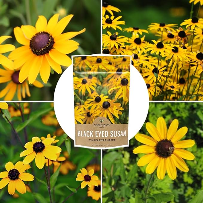 Black Eyed Susan Seeds – Bulk Quarter Pound Bag – Over 400,000 Open Pollinated Non-GMO Wildflower Seeds – Rudbeckia hirta