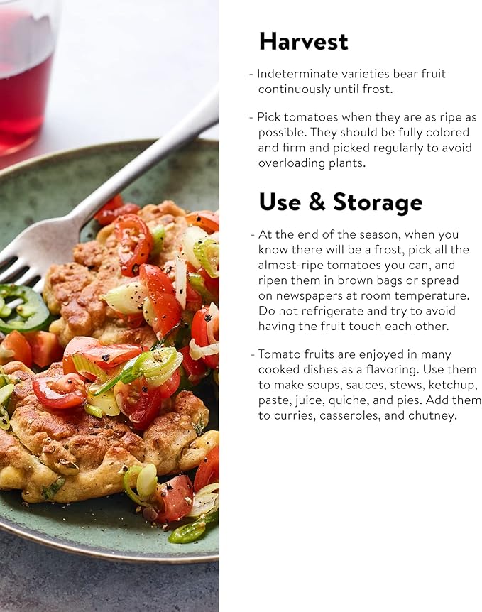 Burpee 'Sun Gold' Hybrid , Sweet Orange Cherry Tomatoes , 30 Non-GMO Seeds