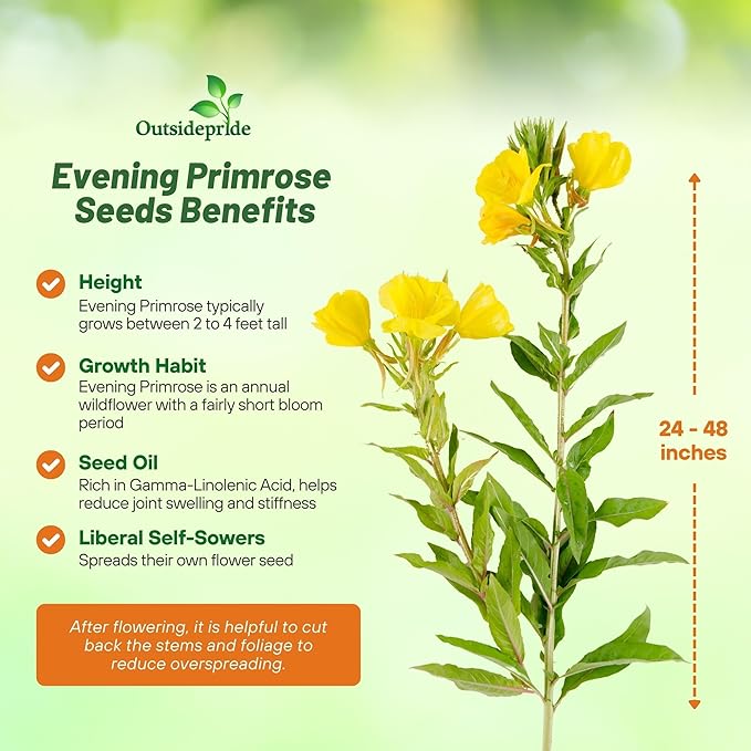 Outsidepride 5000 Seeds Annual Oenothera Lamarckiana Evening Primrose Wild Flower Seeds for Planting