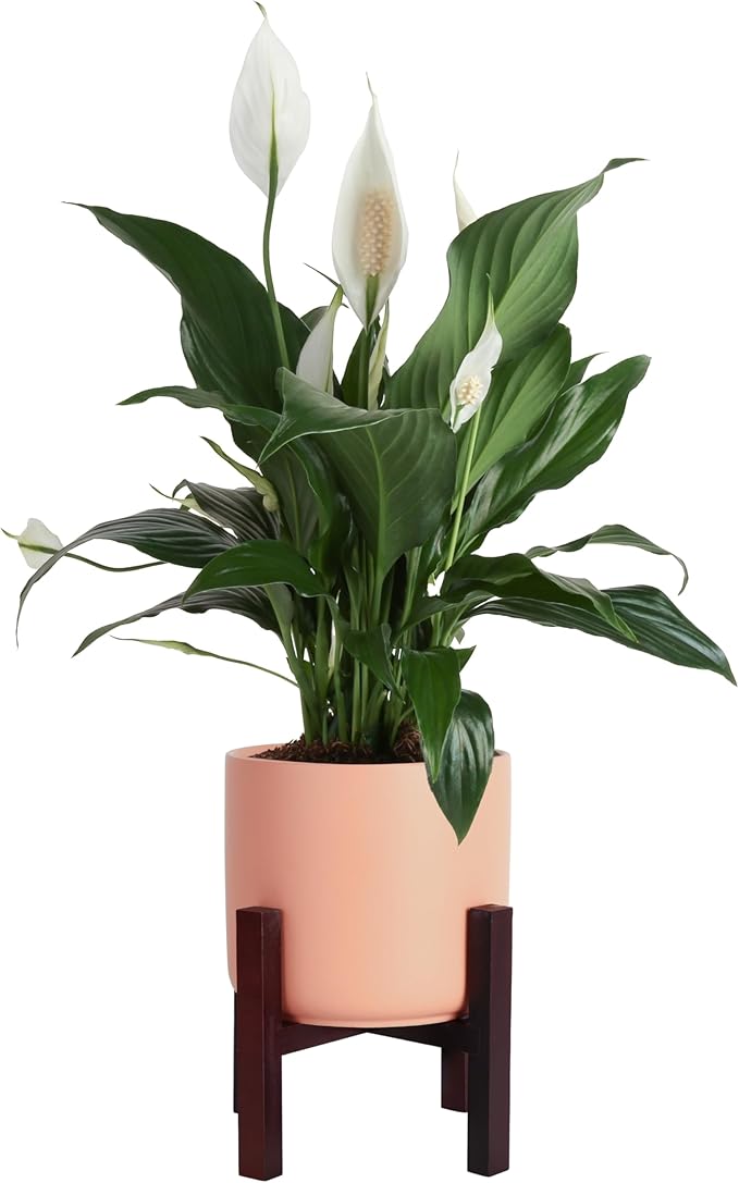 Costa Farms Premium Live Indoor Peace Lily Spathiphyllum, Marble Ceramic Decorator Pot 15-Inches Tall, Shipped Fresh from Our Farm