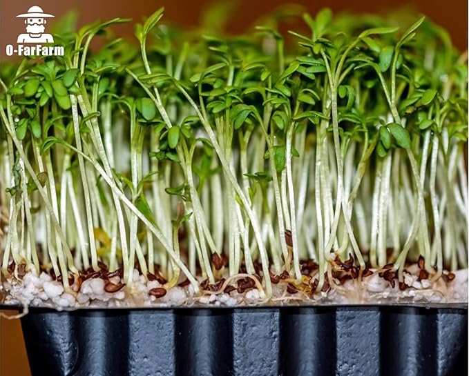 Chunky Perlite Bulk, Horticultural Pearlite Coarse Perlite for Plants Indoor, Additive Conditioner Mix, Improve Drainage and Ventilation, Help Root Growth (4-8mm, 2qt)