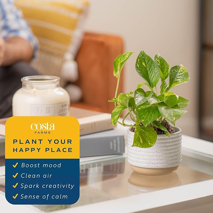 Costa Farms Live Pothos Plant, Easy Care Vining Live Indoor Houseplant, Air Purifying Trailing Plant Potted in Premium Decor Pot, Potting Soil, Gift for Office and Home Decor, 8-Inches Tall