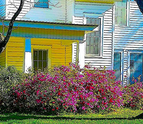 Nelson Azalea & All Acid Loving Plant Food Huge Blooms Jasmines Roses Camellias Gardenias NutriStar (15 lb.)