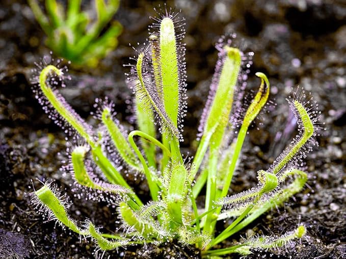 Carnivorous Plant Soil Mix, 2 QT Small Size Bag for Repotting, All Natural Ingredients Great for Venus, Sundews, and Pitcher Plants