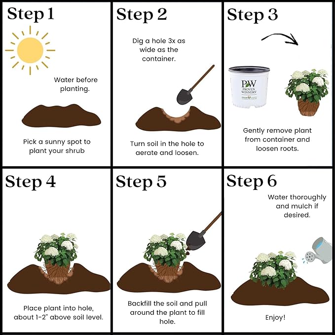 5 Gallon Proven Winners Hydrangea Incrediball