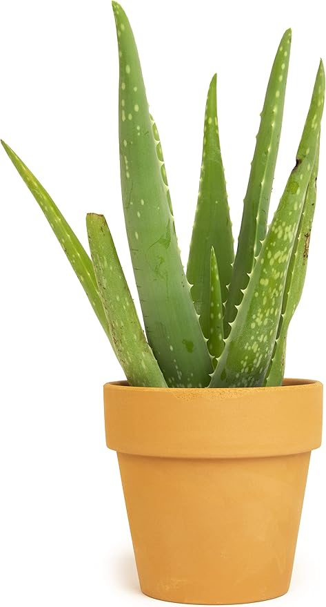 Aloe Vera Plant Live Succulent Plants, Live Aloe Plant in Clay Pot, Live Aloe Vera Plant Succulents, Aloe Plants Live Indoor Plants, Live Aloe Vera Plant Indoor House Plants by Plants for Pets