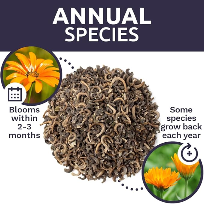 Calendula ‘Pacific Beauty Mix’ – Extra Large Packet – Over 3,000 Open Pollinated Non-GMO Wildflower Seeds – Calendula officinalis