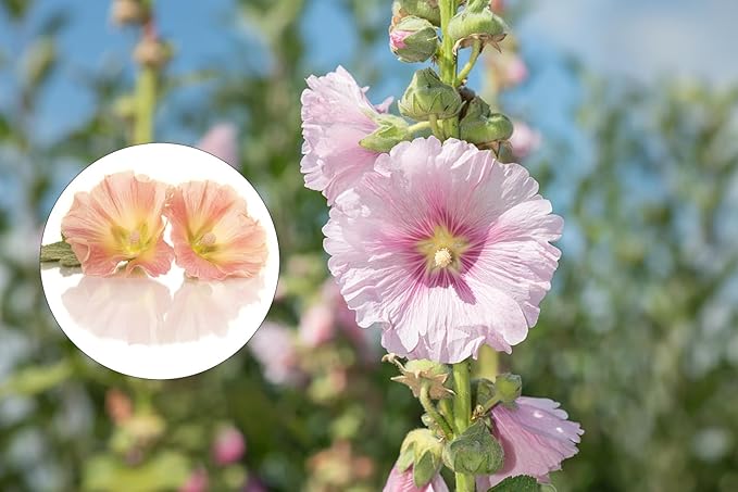 700+ Hollyhock Seeds for Planting (Alcea rosea) Perennial Flower Seeds Non GMO Heirloom Dark Red Red Pink Yellow and Orange Hollyhock Flower