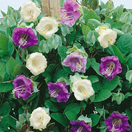 Outsidepride 200 Seeds Perennial Cobaea Cup & Saucer Vine Flower Seed Mix for Planting