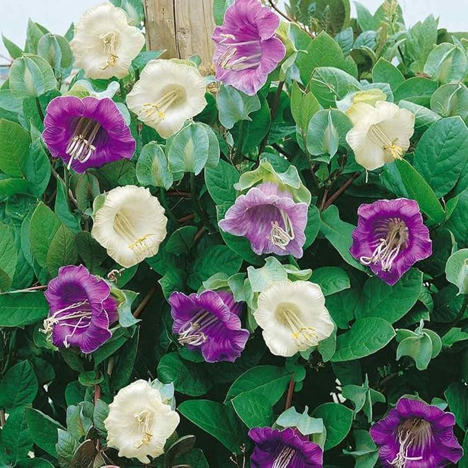 Outsidepride 100 Seeds Perennial Cobaea Cup & Saucer Vine Flower Seed Mix for Planting