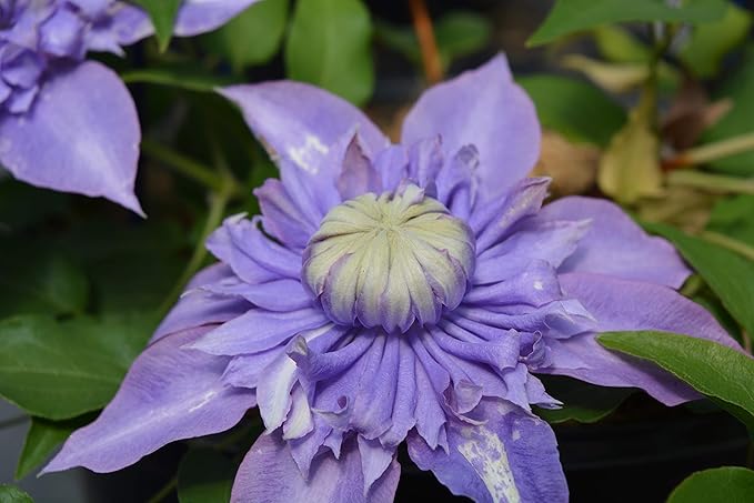 Raymond Evison Clematis - Clematis Diamantina (Clematis) Perennial, purple double, 8`` - Size Container