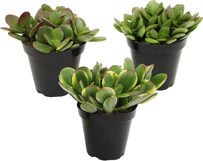 Altman Plants Classic Jade Plant Pack (3PK) Easy Plants, Variegated 'Mosaic' Jade Plants, Lemon Lime Succulent Plants, Live Succulents, Live Plants & Live House Plants in 3.5" Pots with Succulent Soil