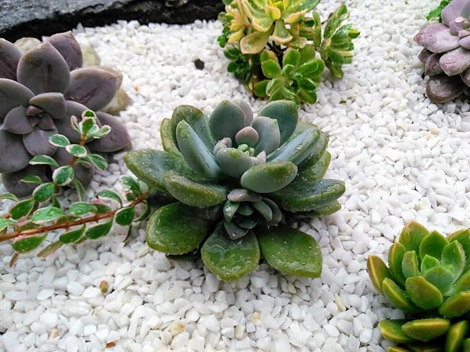 2.4lb Succulent and Cactus Bonsai DIY Rocks, White Gravel for Terrarium, Fairy Gardening, Top Dressing, Mini White Rocks