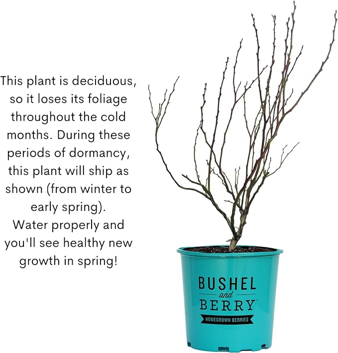 2g Bushel and Berry BlackBerry Baby Cakes