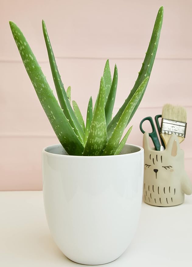Aloe Vera Plant Live Succulent Plants (3 Pack), Live Aloe Vera Plant Succulents, Live Aloe Plant in Aloe Plant Pot, Aloe Plants Live Indoor Plants, Succulents Live House Plants by Plants for Pets