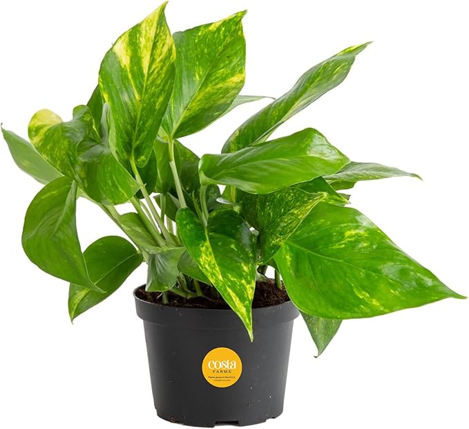 Costa Farms Golden Pothos Live Plant, Easy Care Indoor House Plant in Grower's Pot, Potting Soil, Great for Outdoor Hanging Planter or Basket, Housewarming Gift, Desk Decor, Room Decor, 10-Inches Tall