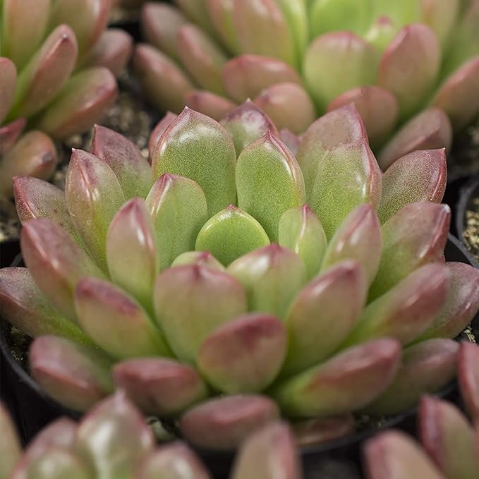 Altman Plants Desert Fire Live Succulents 4-Pack, Mini Plants Succulent Mix, Live Plants, Mini Succulents, House Plants, Live Succulent Plants, Outdoor & Indoor Plants for Event, Wedding, Kid Crafts