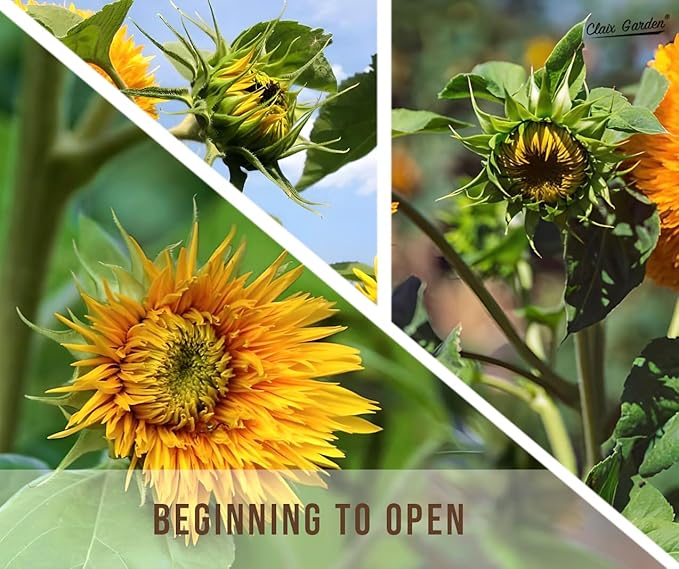 Sunflower Seeds - Giant Teddy Bear - 50 Seeds - Heirloom, Non-GMO, USA Grown, Excellent for Pollinators, Annual, Deer Resistant - Sunflower Seeds for Any Home Garden