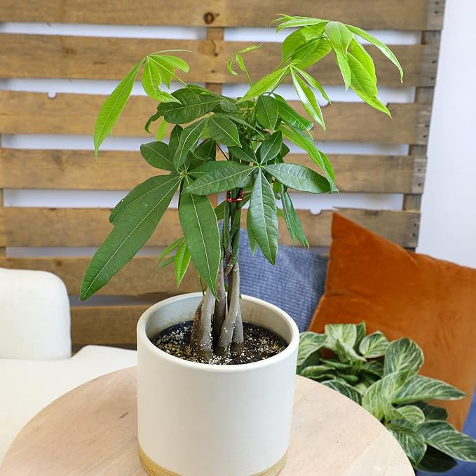 Altman Plants, Chinese Money Plant Decor, Money Tree Plant Indoor House Plants, Bonsai Tree Feng Shui Decor, House Plants Indoors Live Plants Indoor Plants Live Houseplants Live Indoor Live Plants