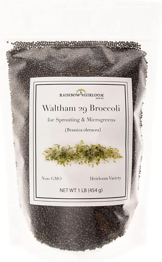Broccoli Seeds for Sprouting & Microgreens | Waltham 29 Variety | Non GMO & Heirloom Seeds | Bulk 1 LB (16 oz) Resealable Bag | Rainbow Heirloom Seed Co.