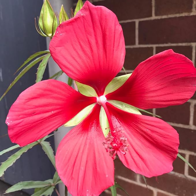 Texas Star Hibiscus Seeds Hibiscus Coccineus Tolerate Wet Soil Attract Pollinators Large Showy Flowers Patio Garden Outdoor 15Pcs Flower Seeds by YEGAOL Garden