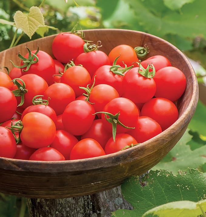 Burpee 'Super Sweet 100' Hybrid, Cherry Tomato, 50 Non-GMO Seeds & Saffron Summer Squash Seeds 100 Seeds & Black Beauty Zucchini Summer Squash Seeds 100 Seeds