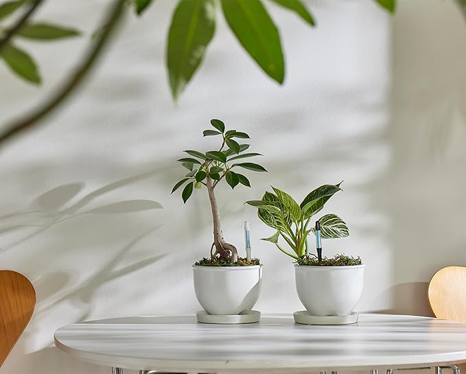 (Amazon Limited 5-Piece Set) Cabinoche SUSTEE Watering Checker Susty Set of 5 L Black Can Be Checked by Just Pointing to Check Watering Timing for Home Plants, Gardening, Interior Decoration