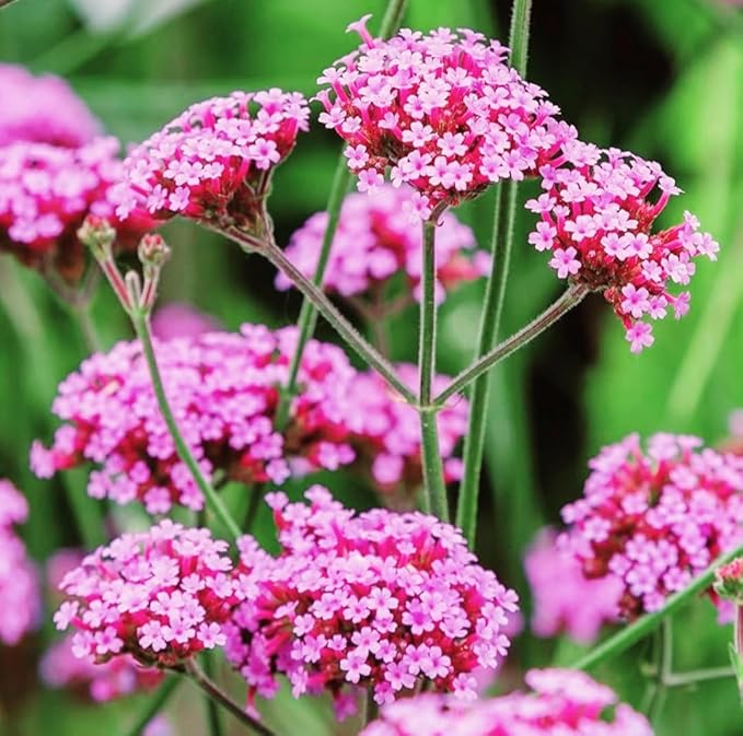 12000 Blue Vervain Flower Seeds Verbena Purpletop Vervain Verbena Officinalis