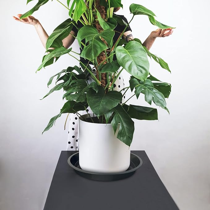 6 Pack Plant Saucer 4 6 8 10 12 14 16 18 20 22 Inch Plastic Plant Tray, Sturdy and Durable Flower Pot Container Accessories Plant Pot Saucers for Indoor and Outdoor (6 Inch, Gray)