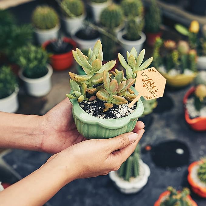 Let Love Grow Succulent Tags Wedding Favors, PARBEE 20PCS Hexagon Plant Sticks Wooden Stake Signs for Wedding Bridal Shower Baby Shower Anniversary Succulent Party Favors
