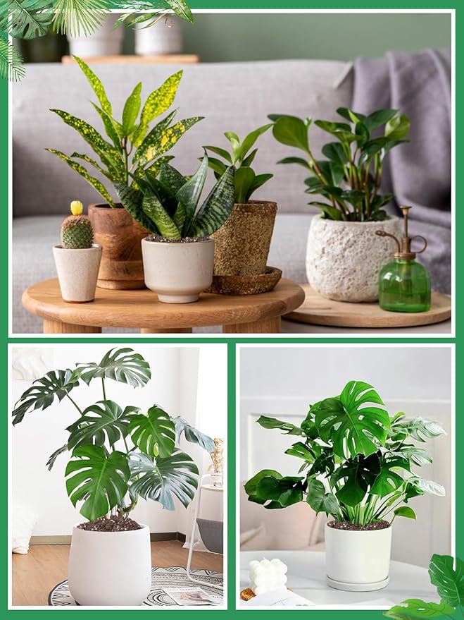 2 Quarts Monstera Soil Potting Mix - Natural Organic Tropical Plant Soil for Improving Growth Rate, Sustainable Houseplants Growing Media for Indoor Bonsai Succulents Moisture Retention Drainage