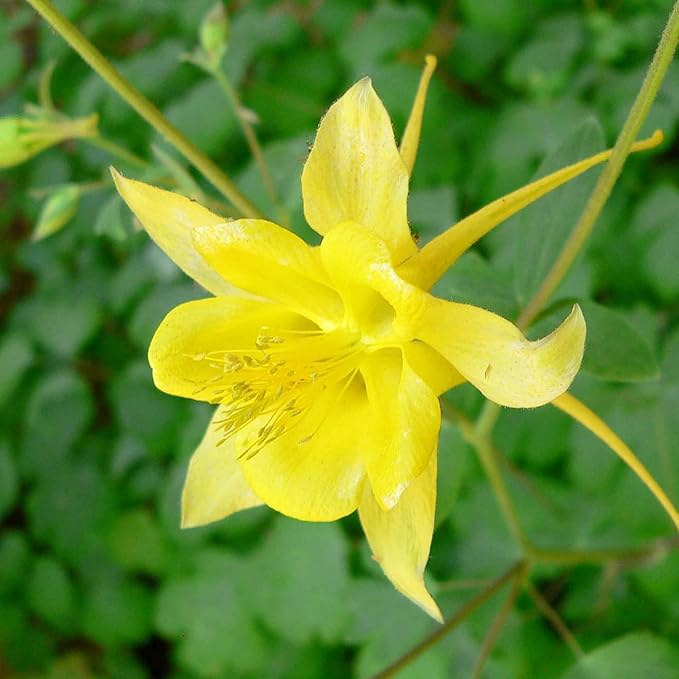 Columbine Seeds Aquilegia Seeds Bright Yellow Perennial Attract Butterflies Deer & Rabbit Resistant Fragrant Cut Flower Beds Border Outdoor 25Pcs Flower Seeds by YEGAOL Garden