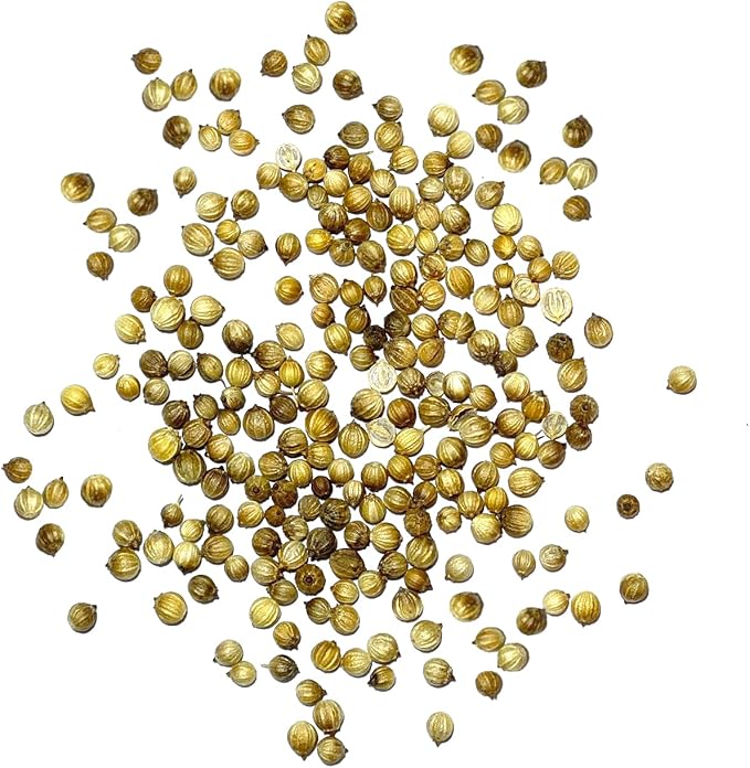 Seed Needs Cilantro Seeds for Planting Coriander Kitchen Herbs - Non-GMO, Heirloom & Untreated - Organically Grow a Home Grown Herb Garden Indoors or Outdoors (5 Packs)